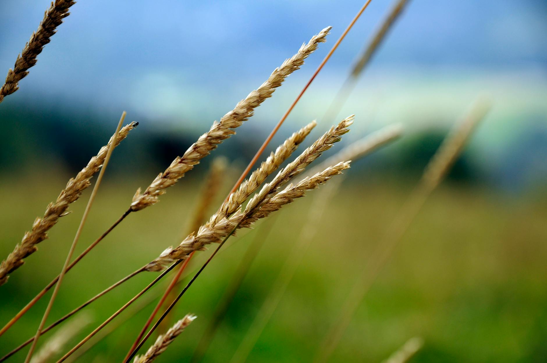 Wheat seeds in a field to describe church ministry